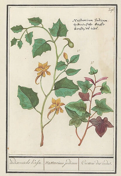 Nasturtium (Tropaeolum majus), 1596-1610. Creators: Anselmus de Boodt, Elias Verhulst
