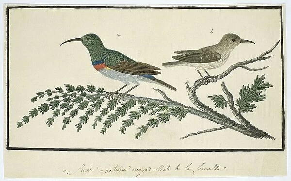 Nectarinia afra (Greater double-collared sunbird), 1777-1786. Creator: Robert Jacob Gordon
