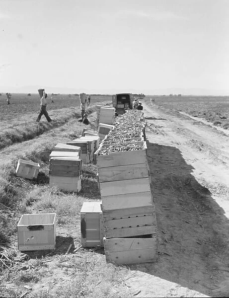 Pea harvest... industrialized agriculture on Sinclair Ranch, Imperial Valley, CA, 1939. Creator: Dorothea Lange