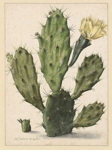 Pear Cactus in Bloom, 1683. Creator: Herman Saftleven the Younger