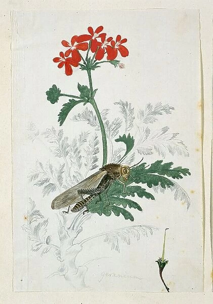 Pelargonium fulgidum L'Hérit, with a Gryllida (cricket), 1777-1786. Creator: Robert Jacob Gordon