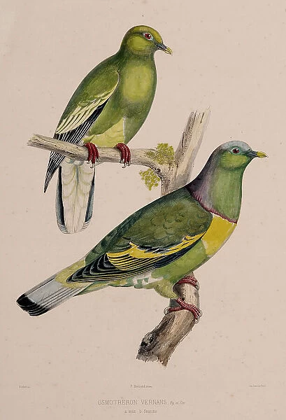 The pigeons, 1857. Creator: Oudart, Paul Louis (1796-1860)