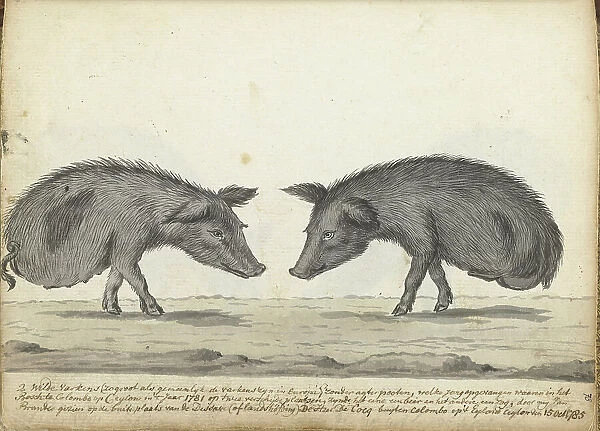 Pigs without hind legs, 1785. Creator: Jan Brandes