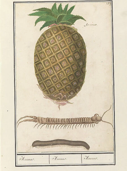 Pineapple (Ananas comosus) with a centipede and a millipede, 1596-1610. Creators: Anselmus de Boodt, Elias Verhulst