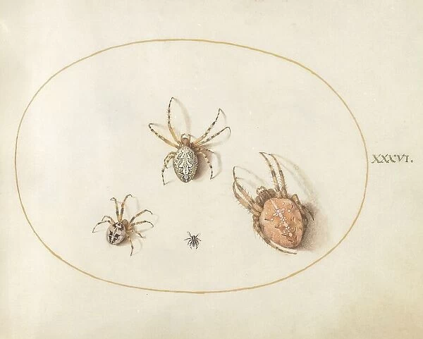 Plate 36: Three Large Spiders and One Small Spider, c. 1575 / 1580. Creator: Joris Hoefnagel