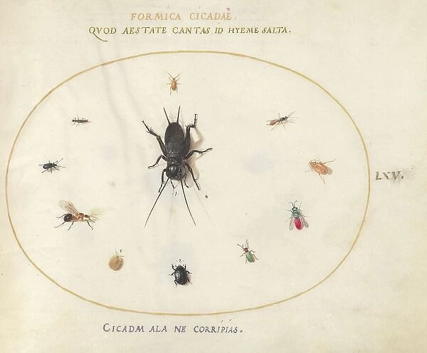 Plate 65: A Cricket Surrounded by Insects, c. 1575 / 1580. Creator: Joris Hoefnagel