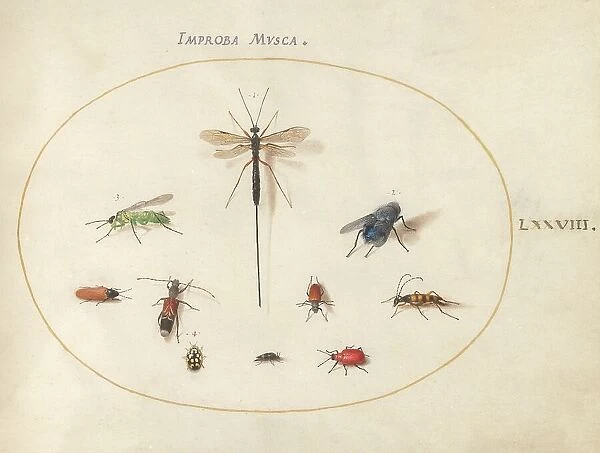 Plate 78: Ten Insects, Including a Blue Fly, c. 1575 / 1580. Creator: Joris Hoefnagel