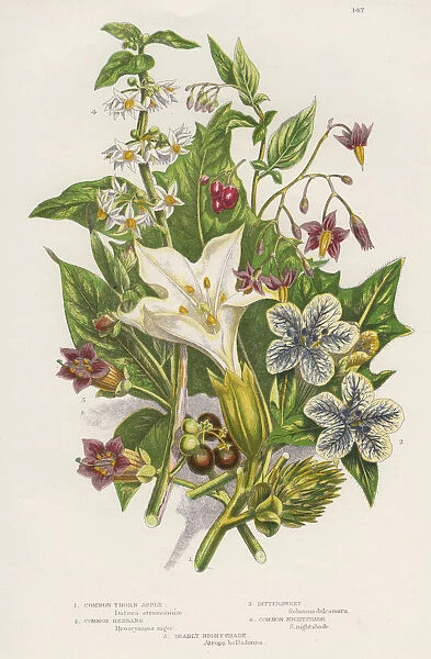 Poisonous plants, c1885