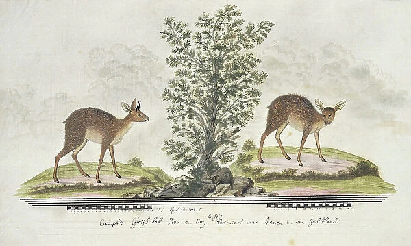 Raphicerus melanotis (Cape grysbok), 1777-1786. Creator: Robert Jacob Gordon