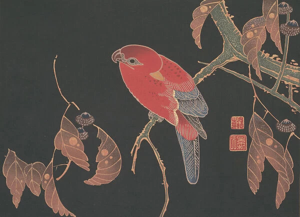 Red Parrot on the Branch of a Tree, ca. 1900. Creator: Ito Jakuchu