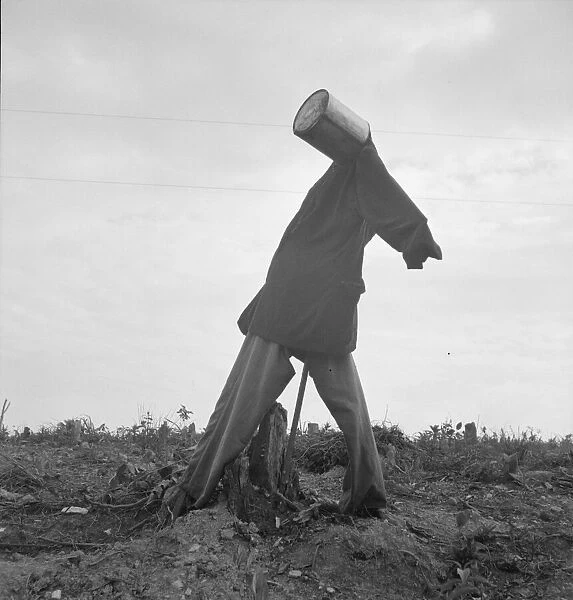 Scarecrow on a newly cleared field with stumps near Roxboro, North Carolina, 1939. Creator: Dorothea Lange