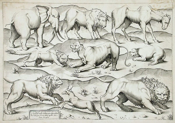 Sheet of Animals, 1547. Creators: Antonio Lafreri, Enea Vico