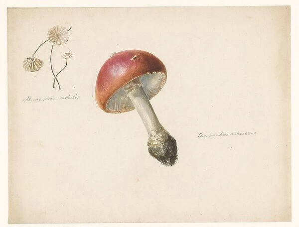Sheet of mushroom studies, the Amanita Rubescens and the Marasmius Rotula, 1824-1900. Creator: Albertus Steenbergen