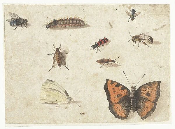 Sheet of Studies of Nine Insects, c.1653-c.1661. Creator: Jan van Kessel