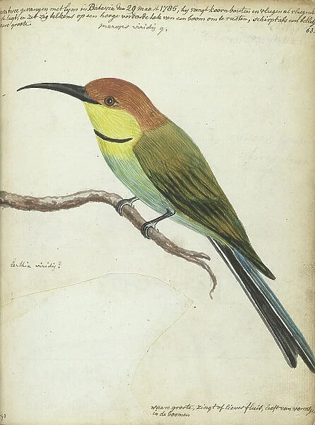 Small bird on branch, 1785. Creator: Jan Brandes