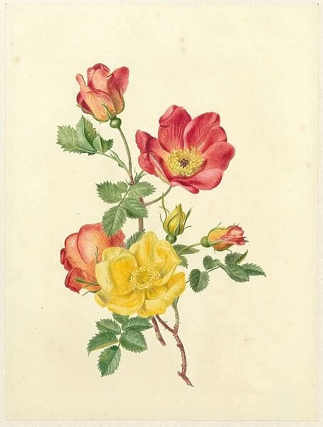 Sprig of wild roses, c.1800-c.1900. Creator: Antoinette Luden