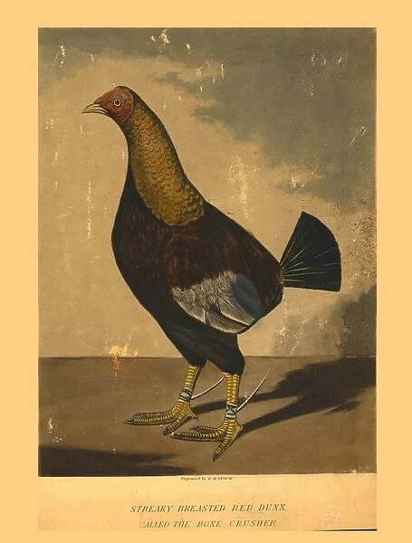 Streaky Breasted Red Dunn. Called the Bone Crusher, 19th century. Creator: C R Stock