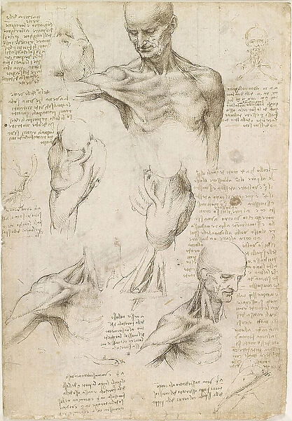 Superficial anatomy of the shoulder and neck, c. 1510. Creator: Leonardo da Vinci (1452-1519)