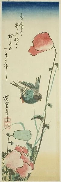 Swallow and poppies, c. 1830s. Creator: Ando Hiroshige