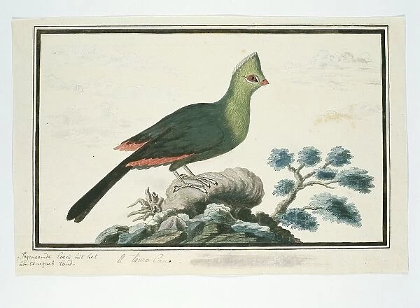 Tauraco corythaix (Knysna Turaco or Knysna Lourie), 1777-1786. Creator: Robert Jacob Gordon