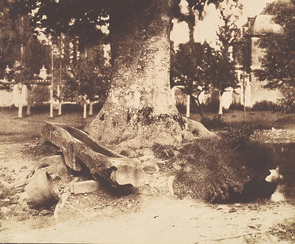 [The Large Tree at La Verrerie, Romesnil], ca. 1852. Creator: Louis-Remy Robert