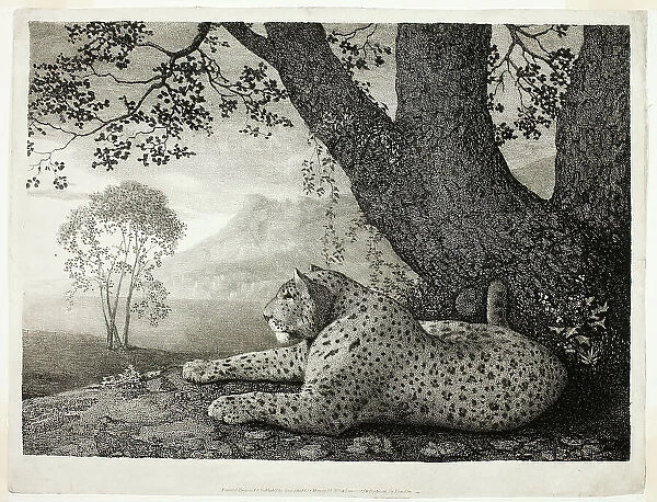 A Tyger (A Recumbent Leopard by a Tree), May 1, 1788. Creator: George Stubbs