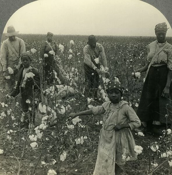 A Typical Texas Cotton Field at Picking Time, c1930s. Creator: Unknown