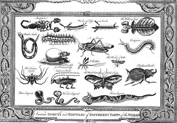 Various Insects and Reptiles of Different Parts of the World. Artist: W Grainger