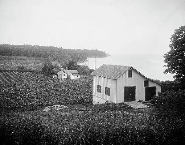 Vineyards, Put-in-Bay, Ohio, between 1880 and 1899. Creator: Unknown