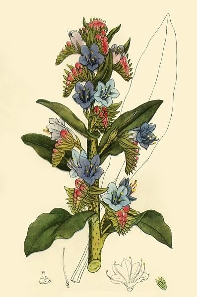 Vipers Bugloss, late 18th-early 19th century, (1944). Creator: Unknown