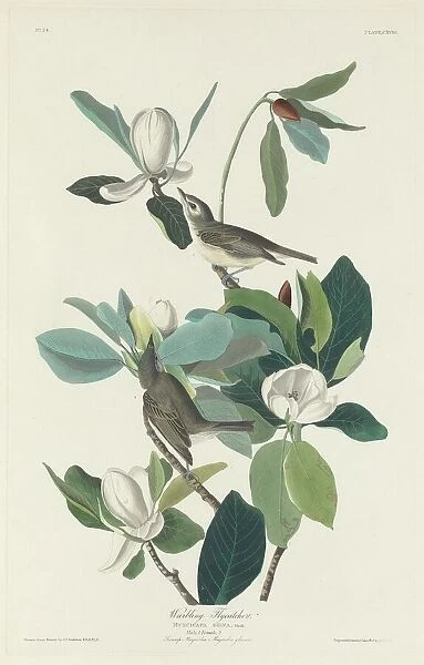 Warbling Flycatcher, 1831. Creator: Robert Havell