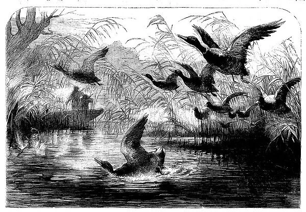 Wild Fowl Shooting, 1858. Creator: Unknown