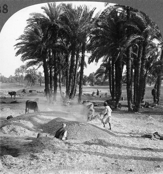 The winnowing of the grain after threshing, Egypt, 1905. Artist: Underwood & Underwood