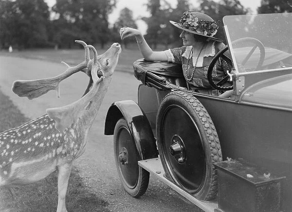 Woman in a BSA car feeding a deer in Richmond Park, Surrey, c1920s. Artist: Bill Brunell