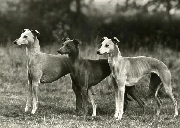 Fall  /  3 Whippets Together