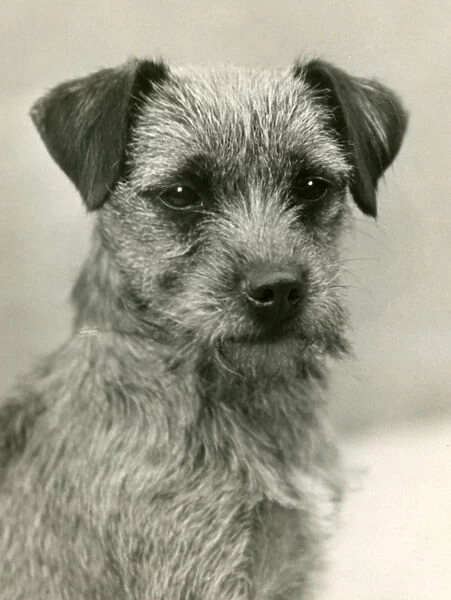 Fall  /  Border Terrier  /  1932
