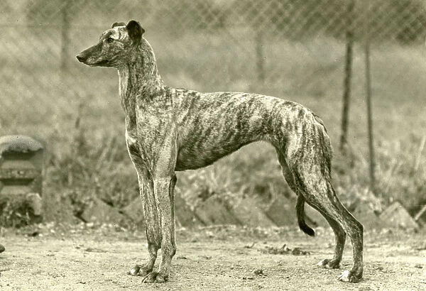 Fall  /  Greyhound  /  1947