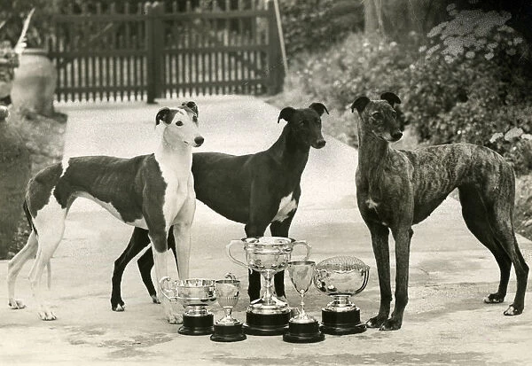Fall  /  Greyhound  /  1948