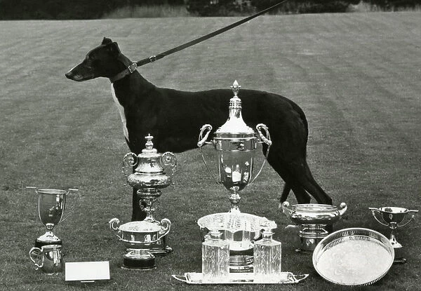 Fall  /  Greyhound  /  1968