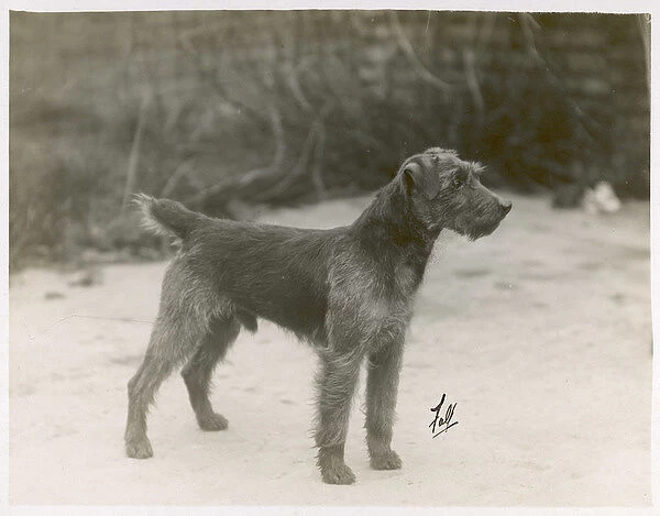 Fall  /  Welsh Terrier  /  1931