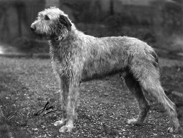 Fall  /  Wolfhound  /  1938