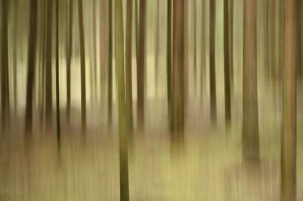 Abstract scene of a Norway spruce (Picea abies) forest in the summer, Upper Palatinate, Bavaria, Germany