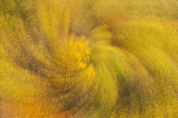 Abstract zoom effect of a swirl of gold fall foliage, Tennessee North Carolina, North Carolina, USA