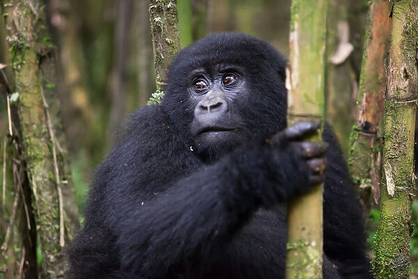 An adolescent mountain gorilla, Gorilla gorilla beringei, holding a piece of bamboo