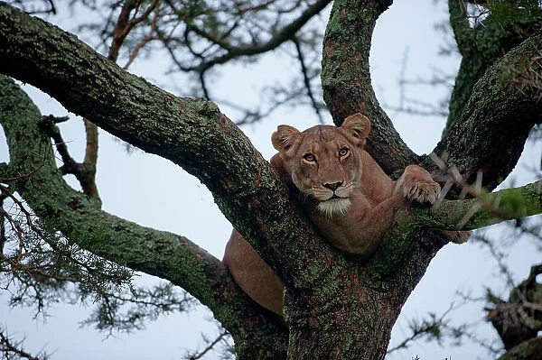 African lion climbs a tree to sleep