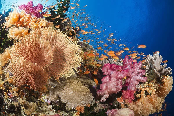 Alconarian And Gorgonian Coral With Schooling Bigeye Jacks Dominate This Fijian Reef Scene; Fiji