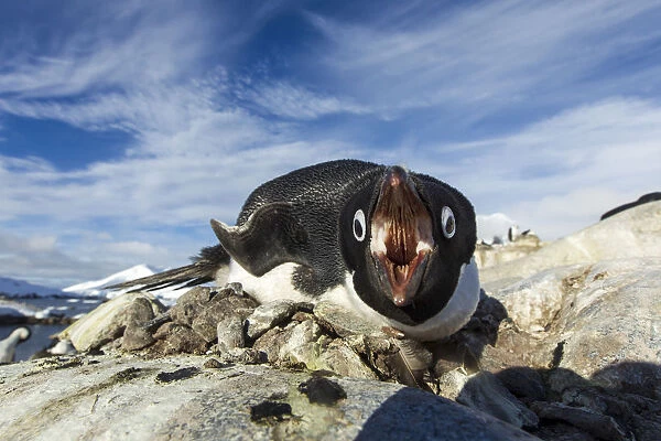 Antarctica, Petermann Island, Adelie Penguin (Pygoscelis Adeliae) Pecks At Camera Lens While Nesting On Rocky Outcrop In Spring Sunshine