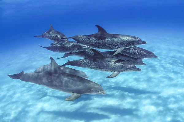 Atlantic Bottlenose and Spotted Dolphin, Bahamas
