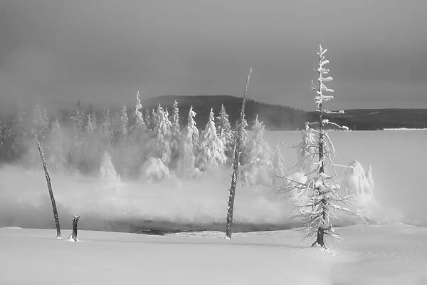 Bare lodgepole pine trees and snow-covered forest at Yellowstone Lake in winter, YNP, USA