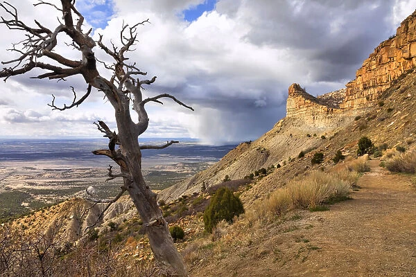 Bare tree on mountainside with rain clouds over the plains, Mesa Verde National Park, Colorado, USA